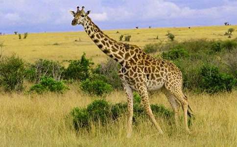 �L(zh��ng)�i¹�c���� Ԣ�Թ���