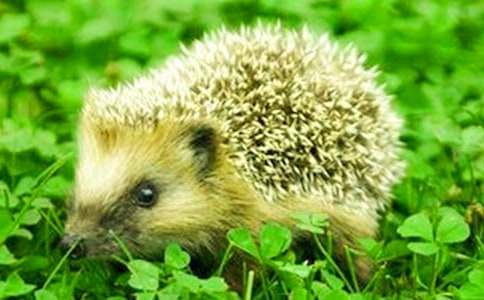 ���һ���Α�̰�