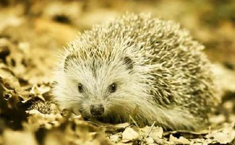 �Ǻʹ������