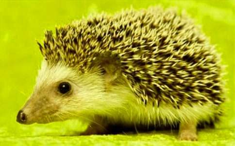 ��С��⬱�������С�ཡ���̰������x6ƪ��