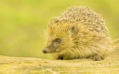 �P�ڴ������600�֣�ͨ��24ƪ��