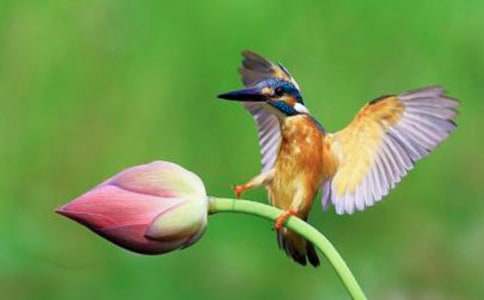 �n�ġ����B(ni��o)���Ľ̰��O(sh��)Ӌ(j��)