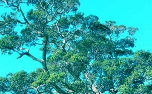 �����Ĵ��(sh��)����