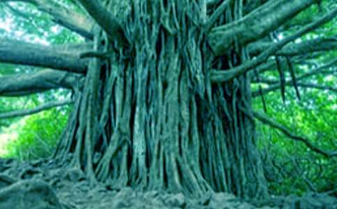 鳥和大樹的作文