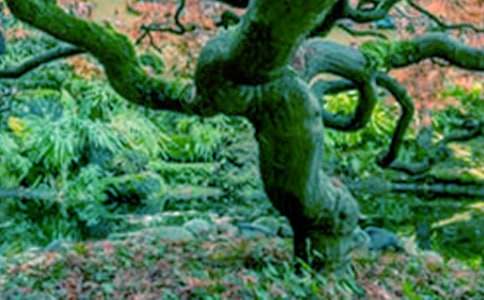 С���c���Č�Ԓ�̰�