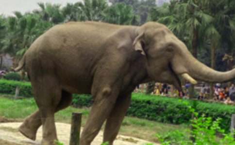 大象搭橋童話作文