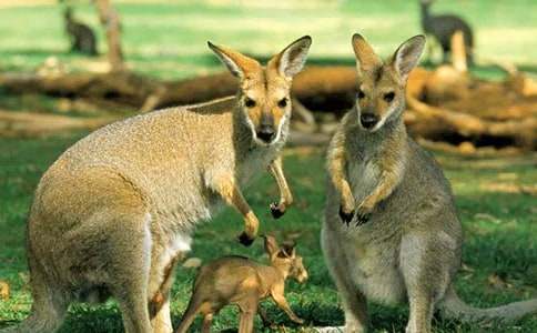 С�����Ǿ�С����(y��u)��ͯԒ����