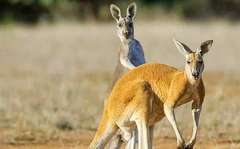 �� (t��ng)��Ĵ�������