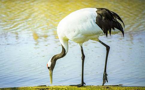 表示丹頂鶴看的詞語
