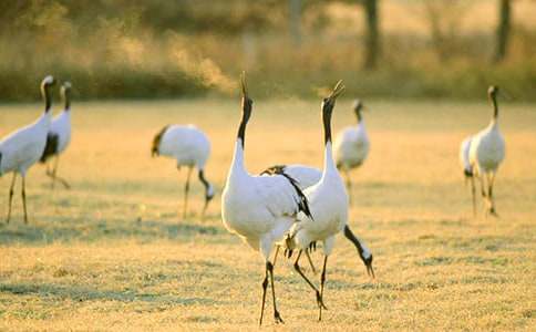 ����׌�����𱱷�����QԊ��