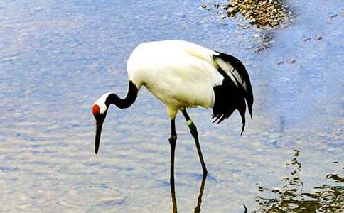 丹頂鶴的作文500字(通用24篇)