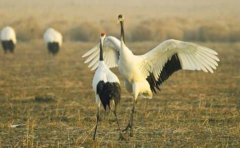 善良的丹頂鶴_750字