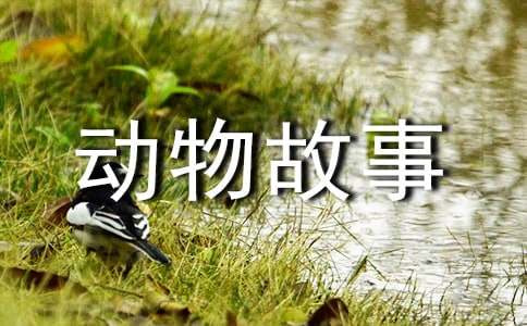 下雨天的小動物故事作文