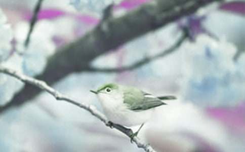 動(dòng)植物觀(guān)察日記15篇