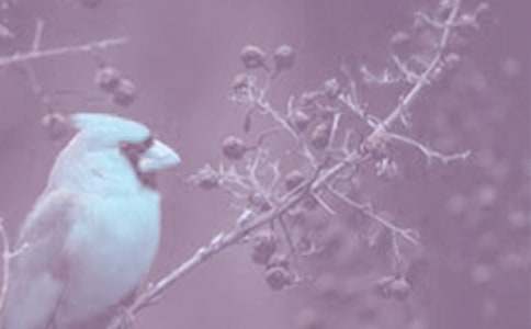 ��ֲ����^����ӛ8ƪ