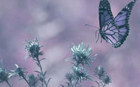 �^���ֲ�����ӛ14ƪ