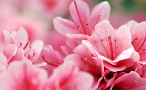 【實用】杜鵑花作文合集6篇