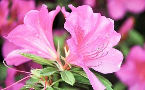 杜鵑花作文(匯編15篇)