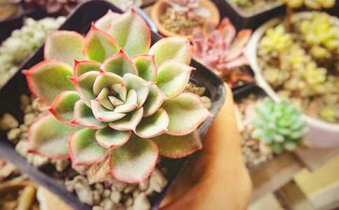 多肉的葉子作文