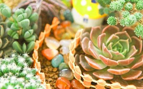 多肉作文300字(精選64篇)