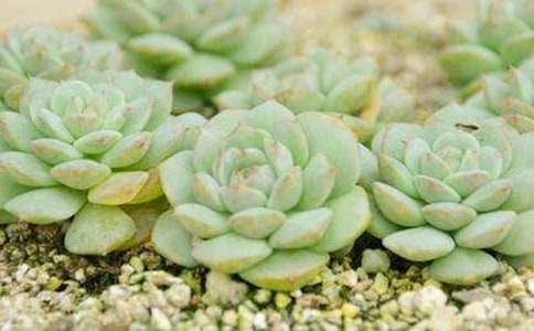 ��������600�֣����x55ƪ��