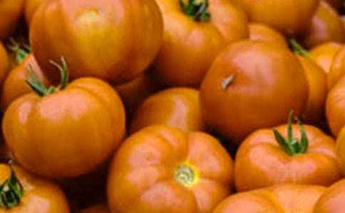 第一次摘番茄六年級(jí)作文