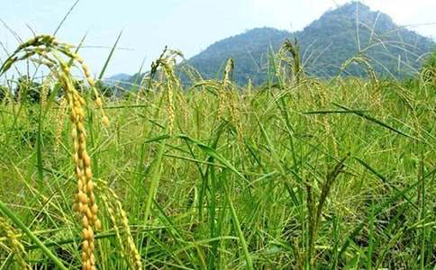 《奮斗在新時(shí)代的春天》讀后感作文(精選10篇)