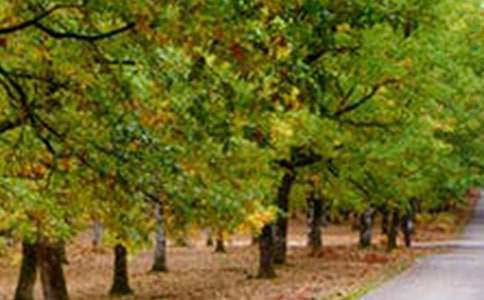 �����ϲ��ŵ��L(f��ng)�����ģ�ͨ��20ƪ��