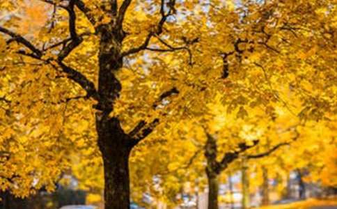 �茑�L(f��ng)���ă�(y��u)������