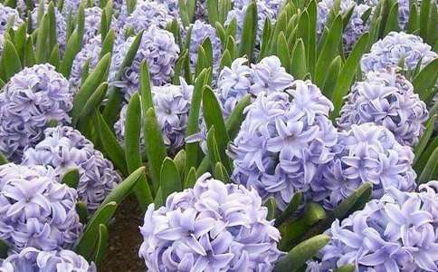 �L(f��ng)���Ӕ�������