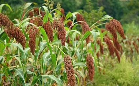 高粱情教學(xué)設(shè)計方案