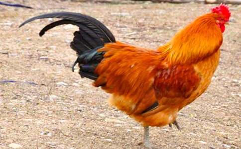 ���Ĺ��uͯԒ���ĺϼ���ƪ