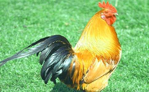 �а���w����ӽ̰�:��ϲ�gС���u