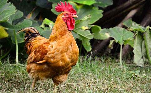 描寫公雞的作文(通用14篇)