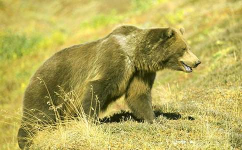 狗熊與英雄初三記敘文(精選11篇)