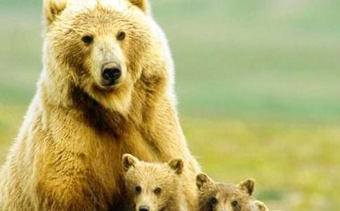 �ڹ��ܴ��ˇ�g(sh��)�̰�