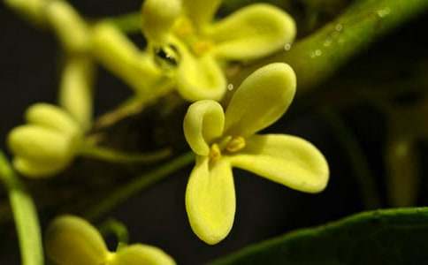 描寫(xiě)盛開(kāi)的桂花作文(通用18篇)