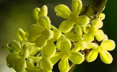 �茑�𻨵ľ��x����