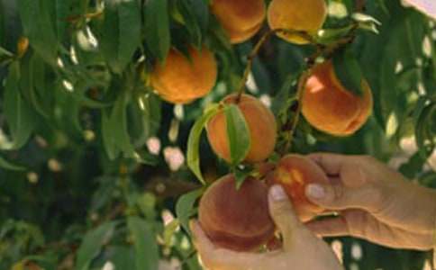 奇妙的果園初一作文