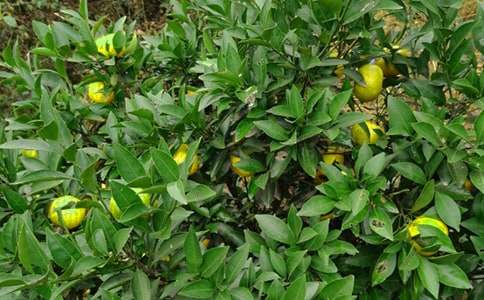 �n�ġ����@�C(j��)���ˡ��̌W(xu��)�O(sh��)Ӌ����