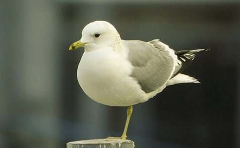 ����(y��u)�㡿�����t�̼{ɭ���x���15ƪ