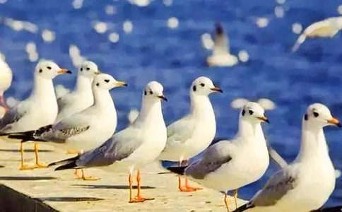 海鷗的花言巧語(yǔ)騙了大海初二作文