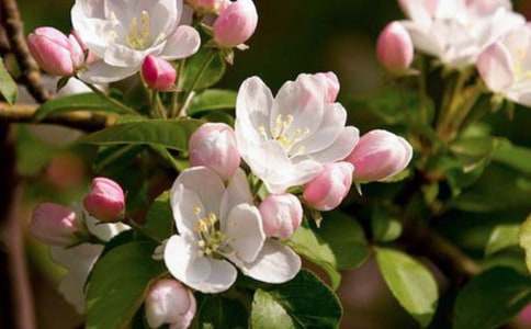 【熱門】海棠作文500字3篇