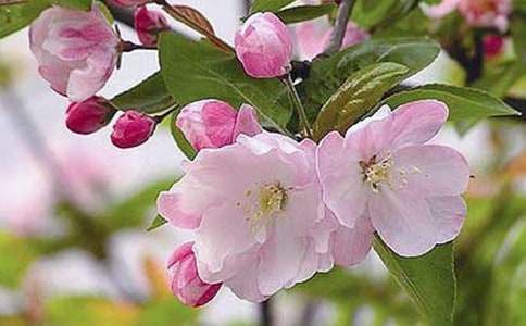 �����Ļ�������450�֣����x17ƪ��