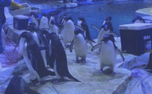 游海洋公園作文