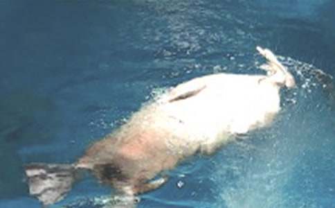 游大連海洋公園的作文500字