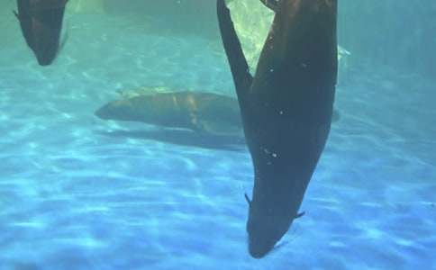 ȥ���󹫈@��600������