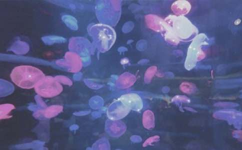 游極地海洋公園作文(通用32篇)