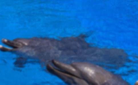 海豚樹優(yōu)秀作文