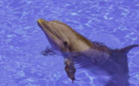 描寫海豚作文300字